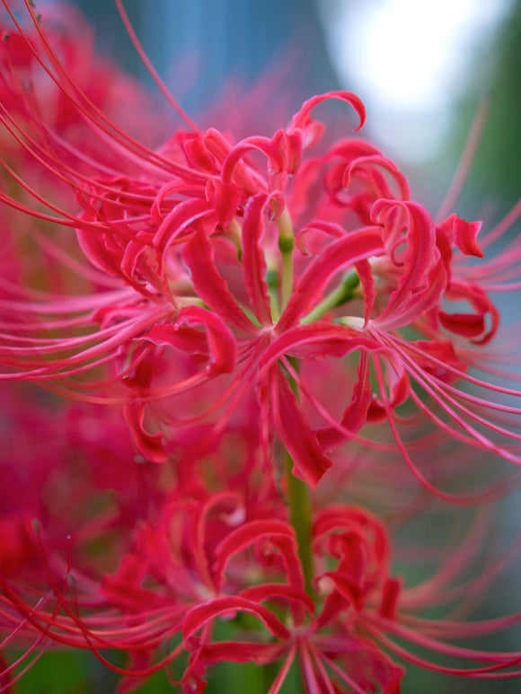 Red Spider Lily (Lycoris radiata)