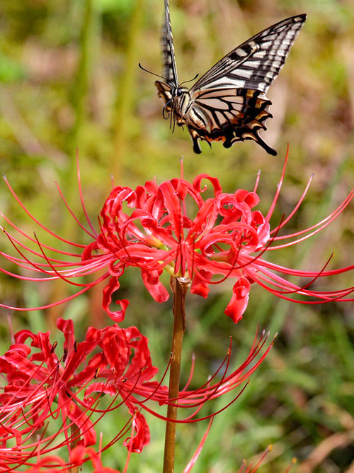 Red Spider Lily (Lycoris radiata)