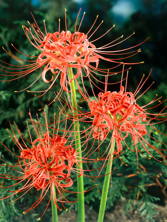 Red Spider Lily (Lycoris radiata)