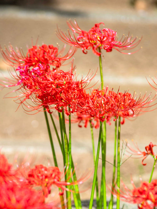 Fleurs de Lys araignée rouge, commandez des bulbes de qualité supérieure en provenance de Hollande