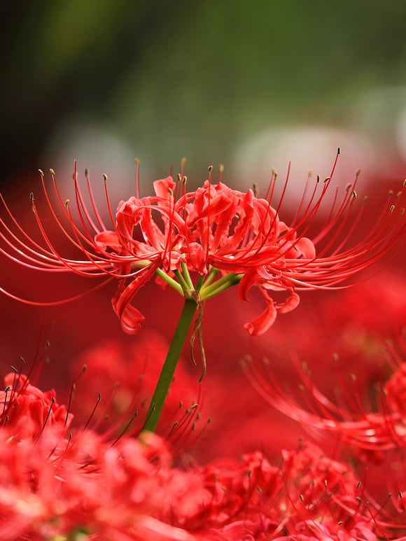 Fleurs de Lys araignée rouge, commandez des bulbes de qualité supérieure en provenance de Hollande