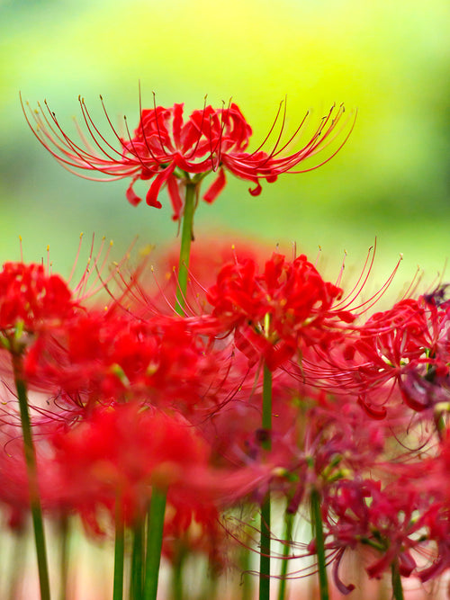 Fleurs de Lys araignée rouge, commandez des bulbes de qualité supérieure en provenance de Hollande