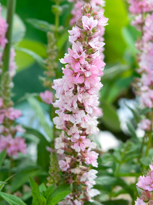 Lythrum Salicaria Blush ((Salicaire)