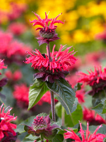 Monarde Bee Happy