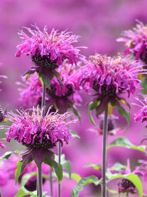 Monarde Cranberry Lace