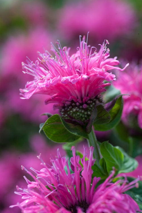 Monarda Cranberry Lace (Bee Balm)