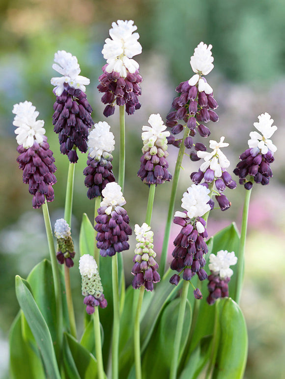 Acheter Muscari Grape Ice (jacinthe à grappes)