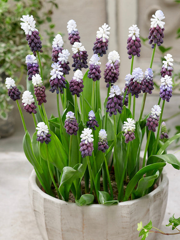 Muscari Grape Ice (jacinthe à grappes)