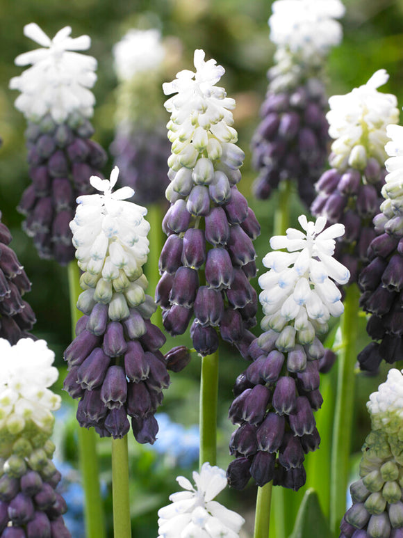 Muscari Grape Ice (jacinthe à grappes)