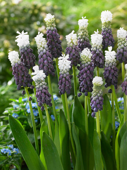 Muscari Grape Ice (jacinthe à grappes)