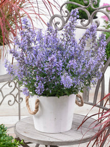 Cataire Junior Walker (Nepeta)