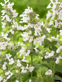 Cataire Snowflake (Nepeta)