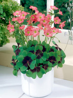 Oxalis Iron Cross 'Lucky Clover'