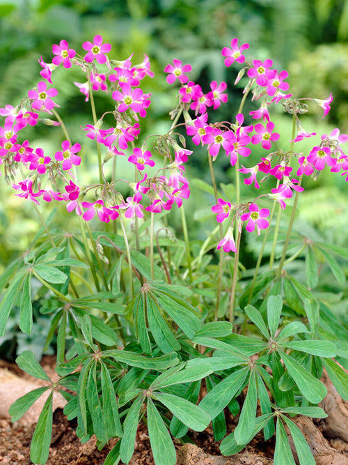 Acheter Oxalis Lasiandra Bulbes