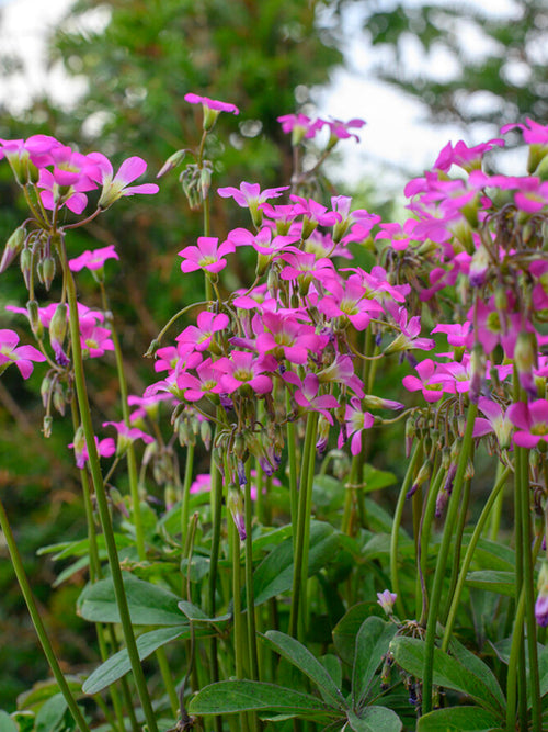 Oxalis Lasiandra bulbes