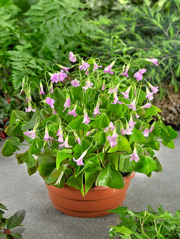 Oxalis regnellii Fanny Bulbes