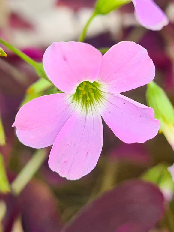 Acheter Oxalis regnellii Fanny