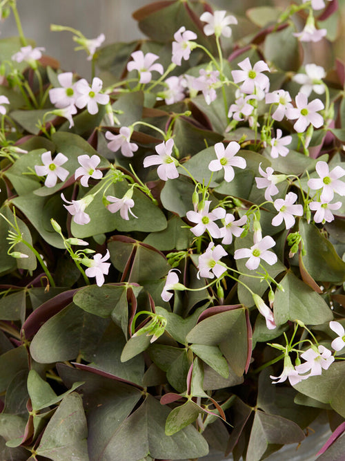 Oxalis Sanne bulbes