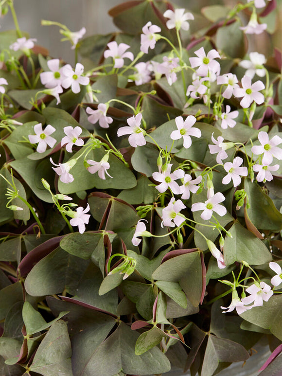 Oxalis Sanne bulbes