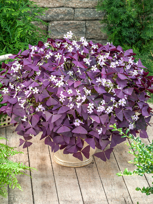 Oxalis bulbes Triangularis Mijke