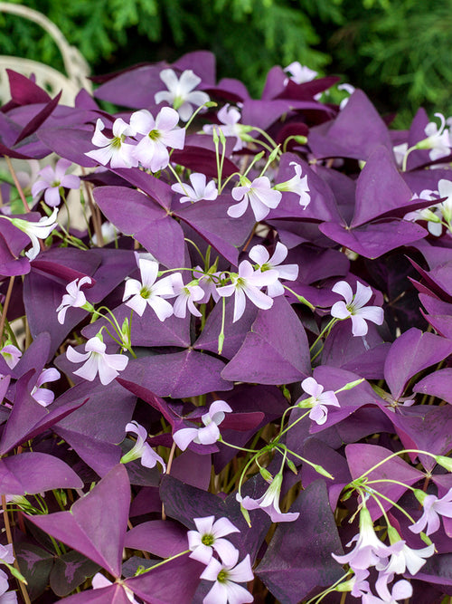 Acheter Oxalis bulbes