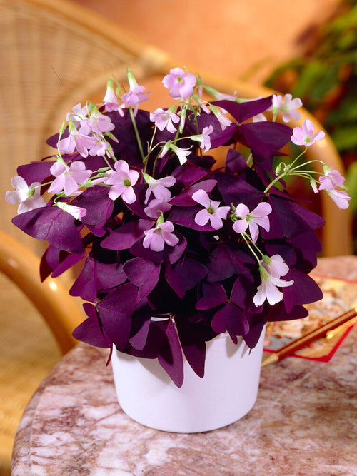 Acheter Oxalis Triangularis Mijke