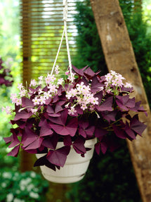 Oxalis triangularis Mijke