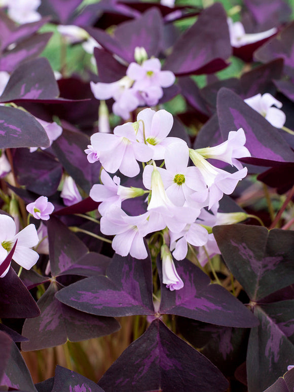 Oxalis Triangularis Sunny Bulbes