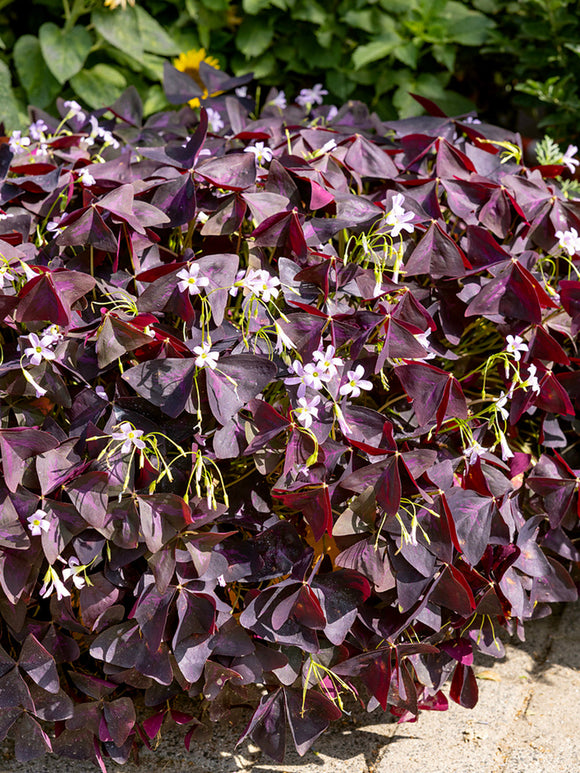 Oxalis Triangularis Sunny Bulbes