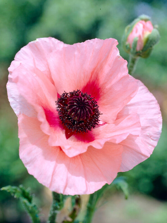 Papaver Aglaya (Pavot Oriental)