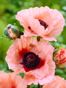 Papaver Aglaya (Pavot Oriental)