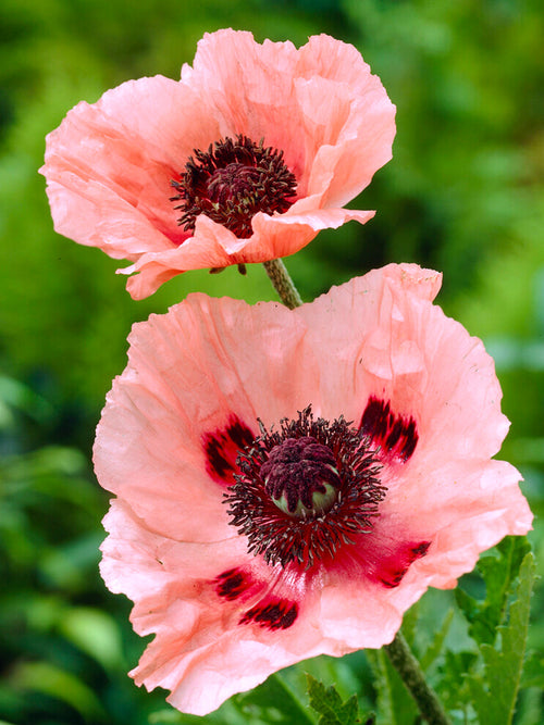 Papaver Aglaya (Pavot Oriental)