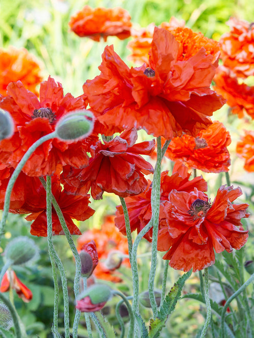 Papaver Harvest Moon 