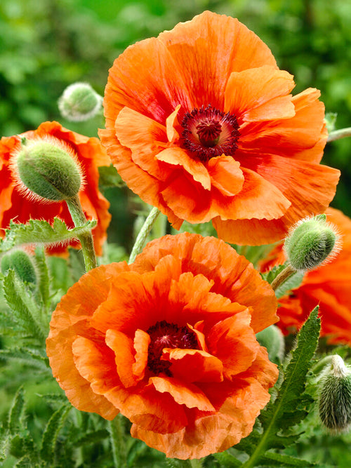 Papaver Harvest Moon (Pavot Oriental)