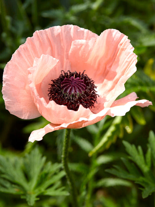 Papaver Helen Elizabeth (Pavot Oriental)