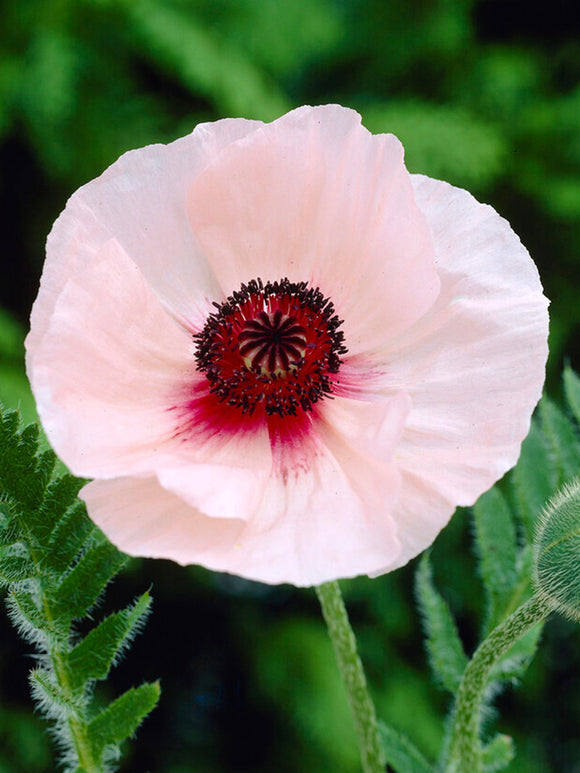 Papaver Karine (Pavot Oriental)