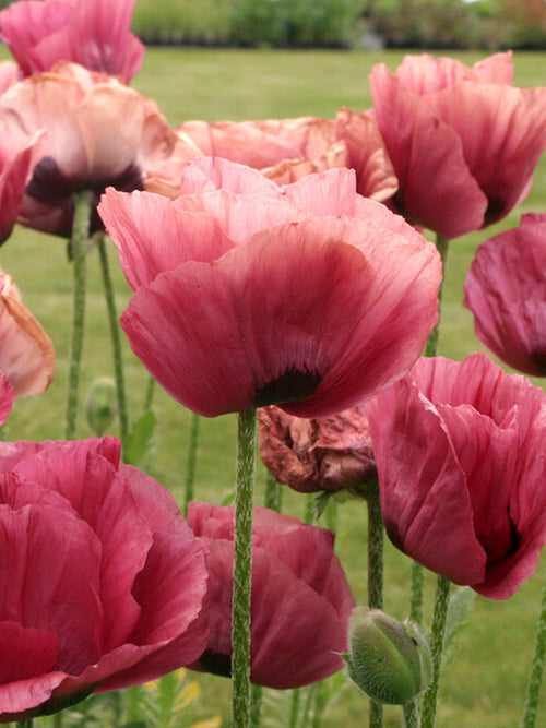 Papaver Marlene (Pavot Oriental)