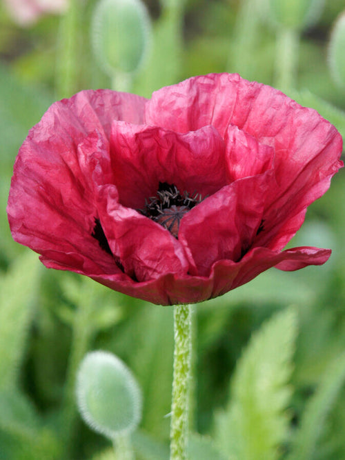 Acheter Papaver Marlene (Pavot Oriental)