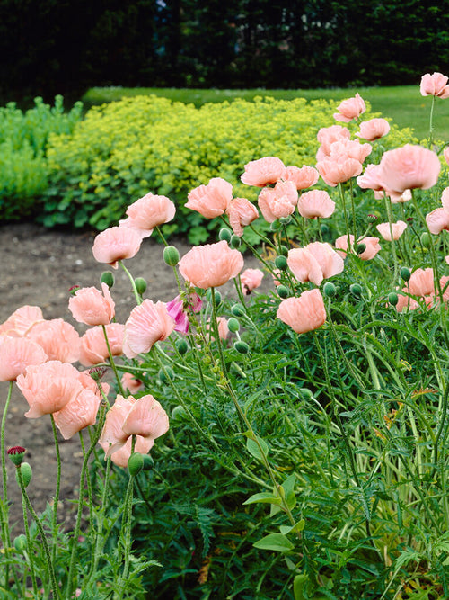 Acheter Papaver Mrs Perry (Pavot Oriental)