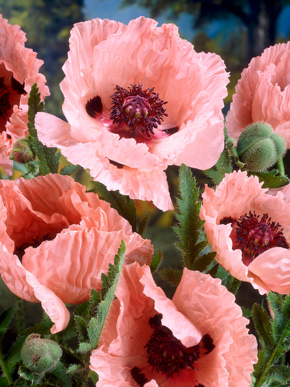 Papaver Mrs Perry (Pavot Oriental)