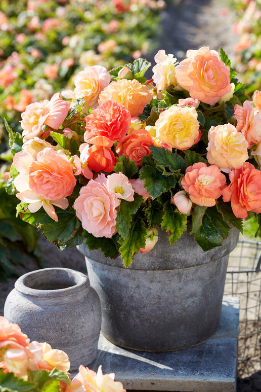 Acheter Begonia bulbes Pastel Compacta Mixed