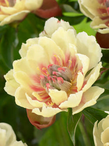 Pivoine Border Charm