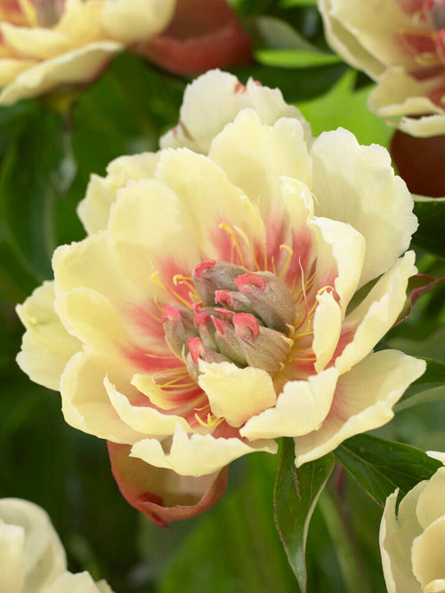 Pivoine Border Charm Racinues nues