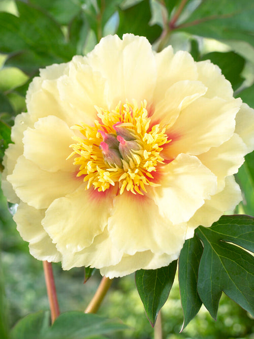 Pivoine 'Border Charm'