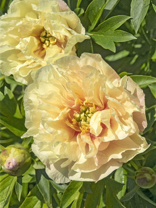 Acheter Pivoine Canary Brilliants