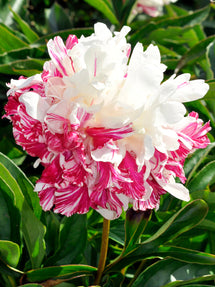 Pivoine Candy Stripe