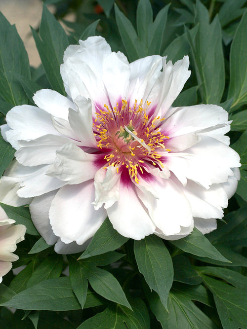 Pivoine ‘Cora Louise’ racines nues