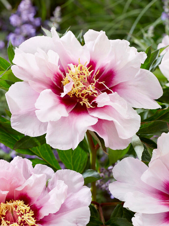 Pivoine ‘Cora Louise’ 