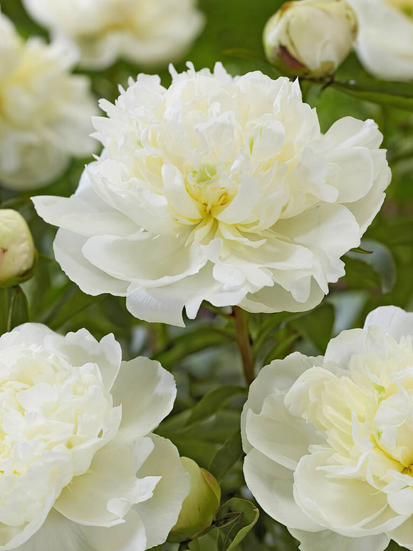 Pivoine Duchesse de Nemours