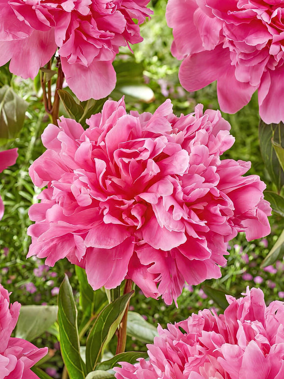 Pivoine Kansas